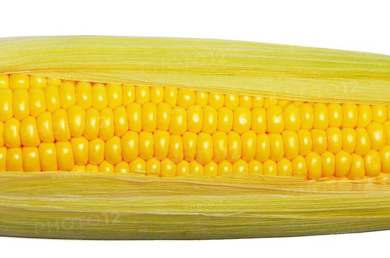 Ripe fresh organic sweet corncob with leaf closeup background