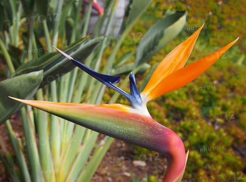 Close up of an orange and blue bird of paradise flower Strelitzia reginae growing in a park in funchal madeira
