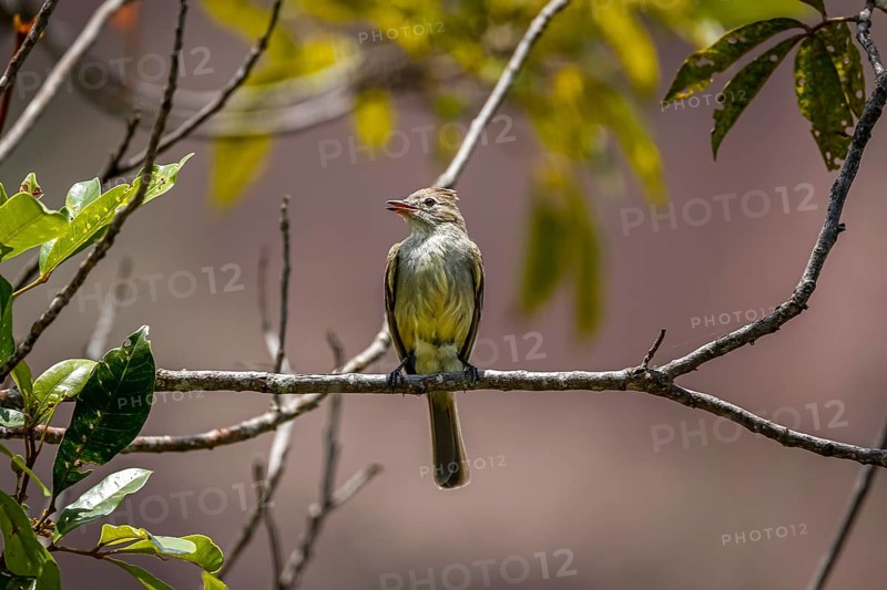 Swallow flycatcher perched on a tiny branch against defocused background, Biribiri State Park, Minas Gerais, Brazil, South America