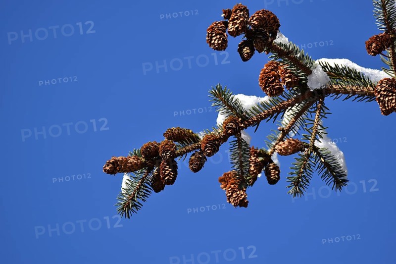 Spruce in winter