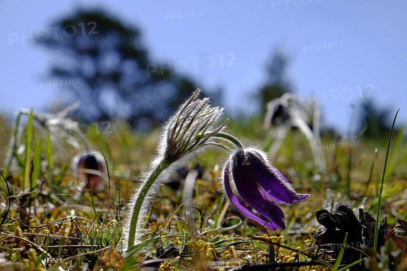 Pasque flower, cow-orchid, Pulsatilla vulgaris