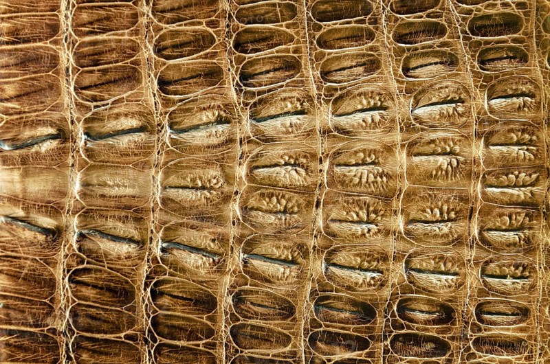 Crocodile leather background