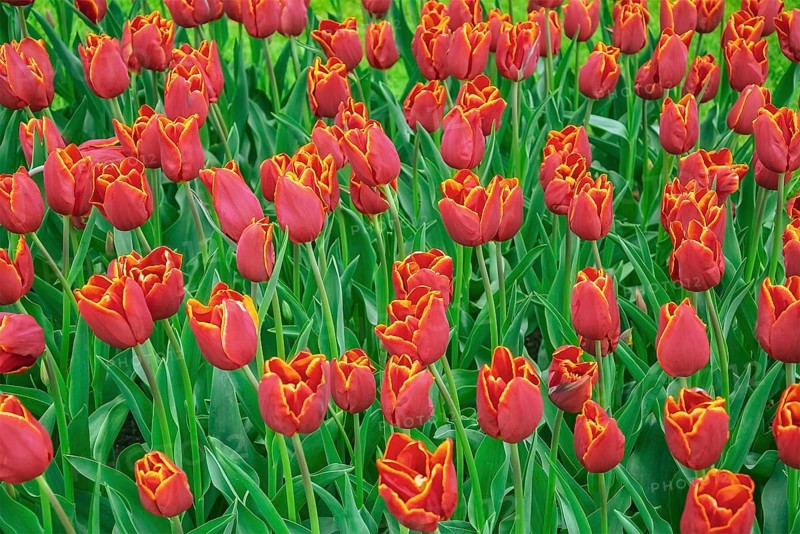 Flowerbed of tulips in the garden. Springtime in Netherlands Lisse, Netherlands