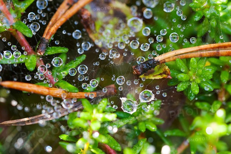 Dew drops on a spider web on a background of green leaves