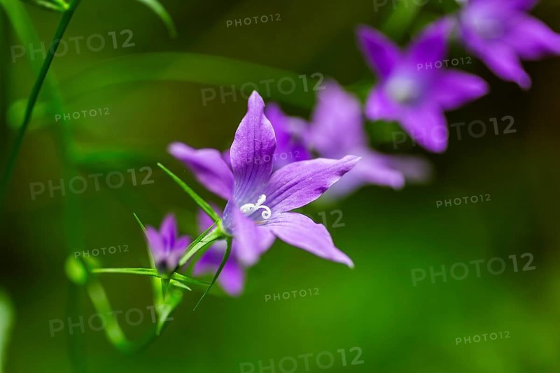 Meadow bellflower (Campanula patula), near Döbriach, Carinthia, Austria, Europe