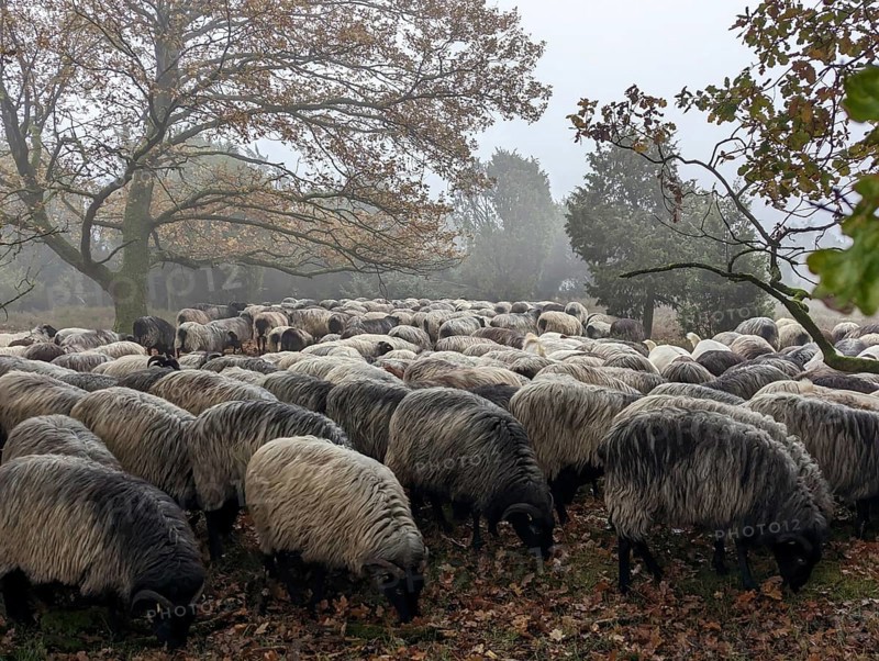 Heidschnucken in the Lüneburg Heath, in the November fog, near Niederhaverbeck