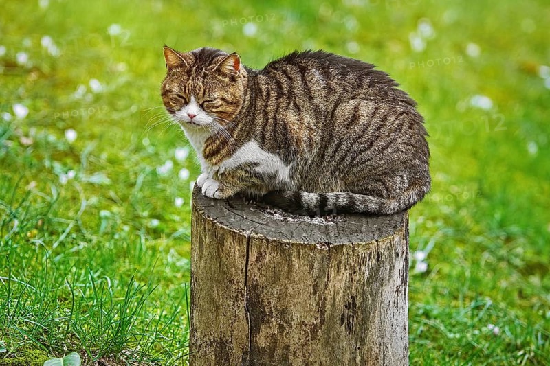 Alley Cat Resting on a Tree Stump Varna, Bulgaria, Europe