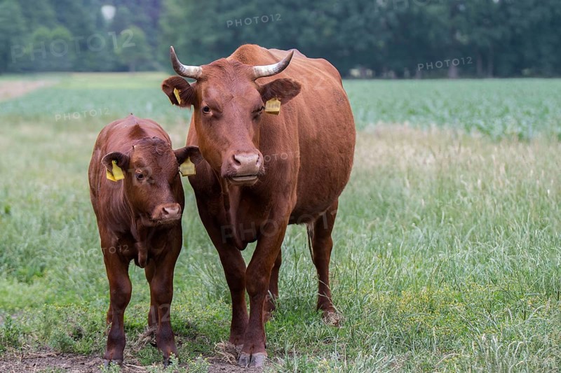 Red cattle cow with calf on the pasture