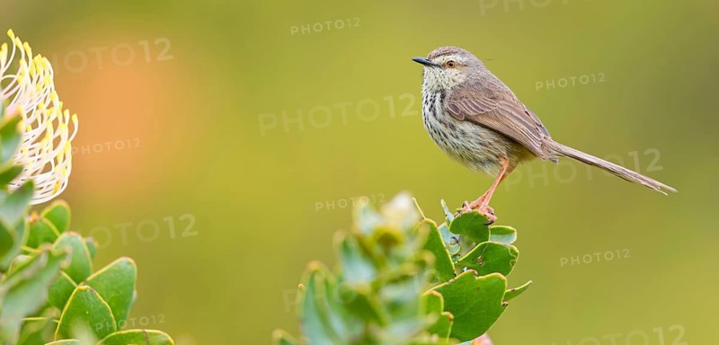 Spotted Prinia, (Prinia maculosa), Karoo Prinia, Prinia du Karoo, Prinia del Karoo, Harold Porter National Botanical, Betty's Bay, Western Cape, South Africa, Africa