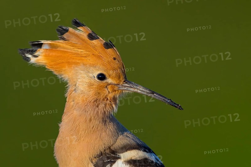 Hoopoe, (Upupa epops), on a perch, family Hoopoes, early raptors, Hides de El Taray / Lesser Kestrel Hide, Villafranca de los Caballeros, Castilla La Mancha / Toledo, Spain, Europe