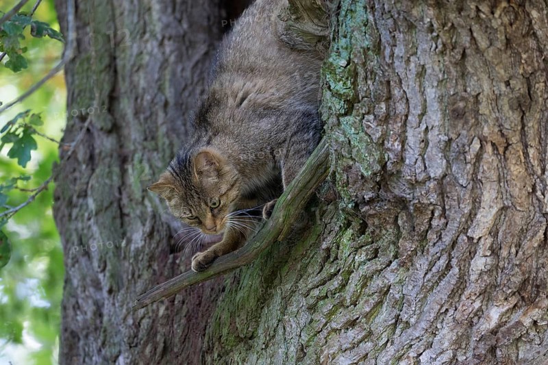 Climbing forest cat in an old oak tree