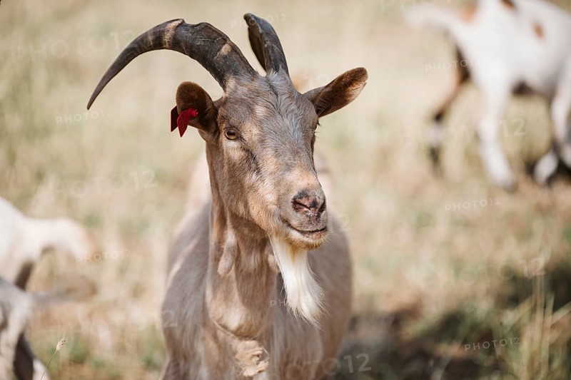 White Goat, (caprae) Istria, Croatia, Europe