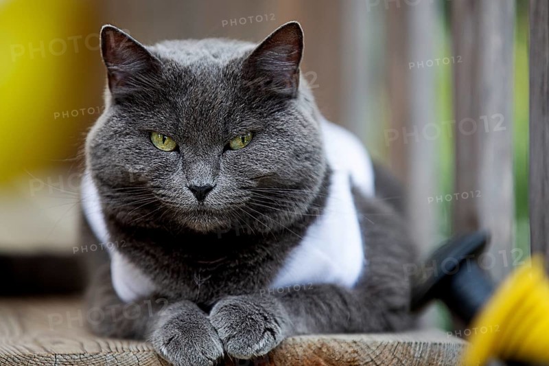 Cat on a veranda in Spain 2024