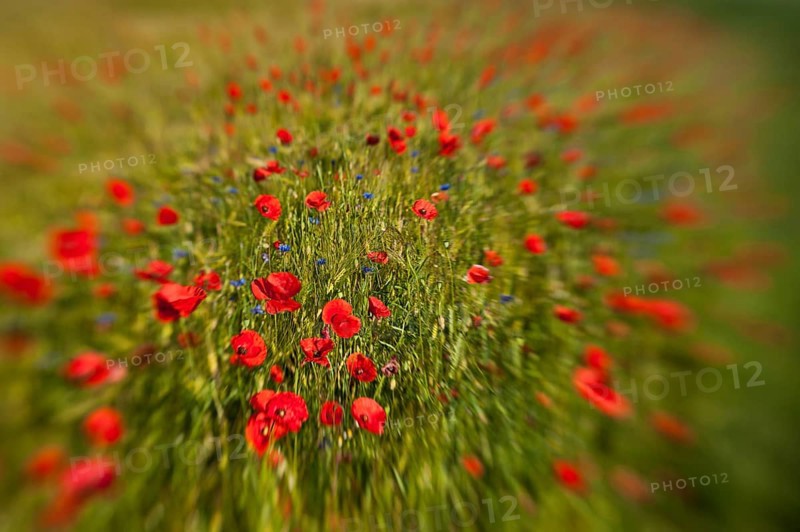 Enchanted (Papaver rhoeas)