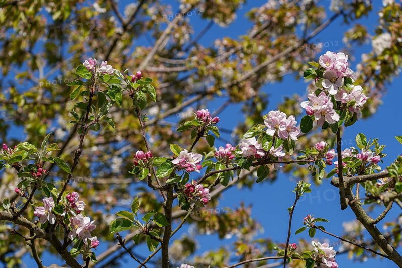 Apple tree branches with pink and white blossoms in front of a blue sky, borken, münsterland, germany