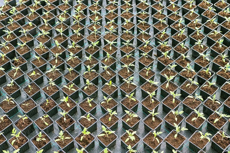 Rows of Potted Seedlings in Greenhouse