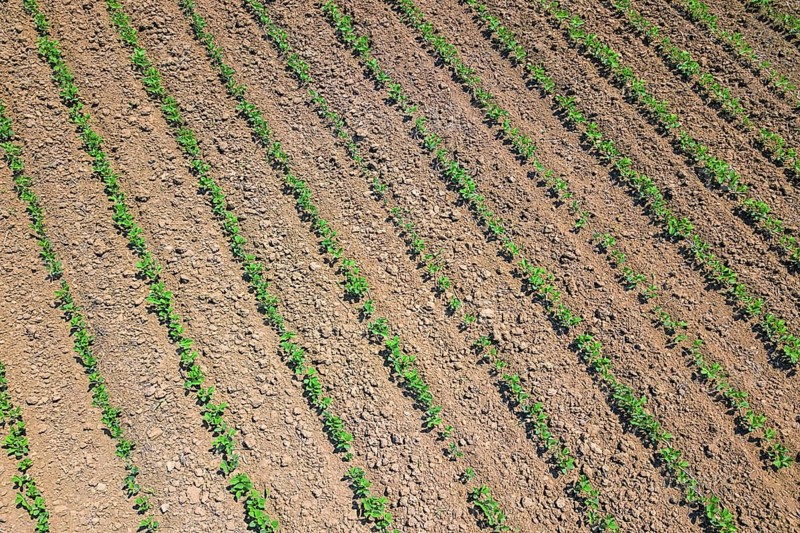 Soybean plantation. Aerial view of cultivated agricultural soybean field. Top view Spring time