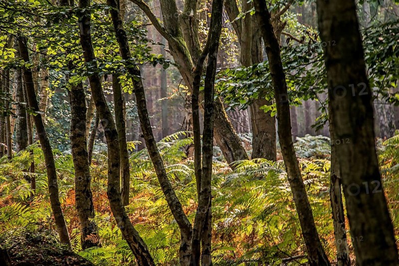In the Darß Forest (Fischland-Darß-Zingst peninsula, Vorpommersche Boddenlandschaft National Park)