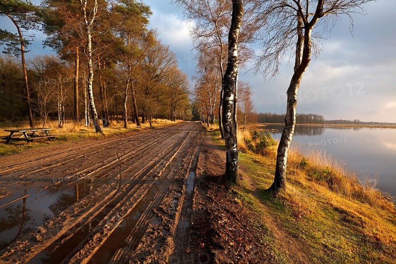 Rural ground road between birch trees by lake, Dwingelderveld