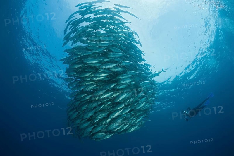Diver and school of bigeye jacks, Caranx sexfasciatus, Cabo Pulmo, Baja California Sur, Mexico | Shoal of Bigeye Trevally, Mexico, Central America
