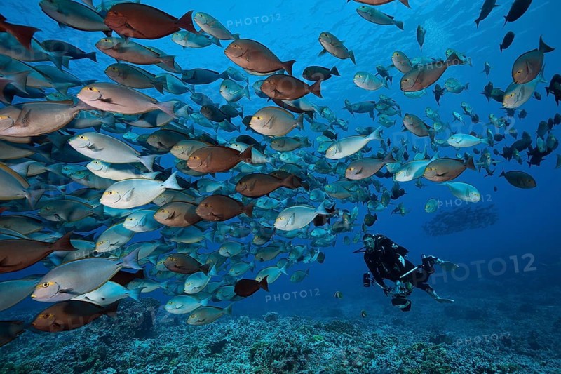 Shoal of grey surgeonfish, Acanthurus mata, Fakarava, Tuamotu Archipelago, French Polynesia | Shoal of Elongate Surgeonfish, French Polynesia, Oceania