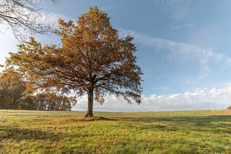 Large solitary oak tree in a meadow in the countryside in autumn. Vosges, France, Europe