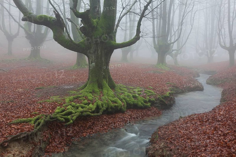 Forest of Otzarreta, Gorbea natural park, Araba, Spain, Europe