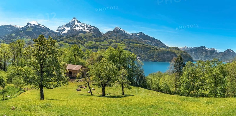 Spring landscape with green meadows, cows, a stable between trees, the Alps mountains and the Walensee lake, in Canton of St. Gallen, Switzerland, Europe