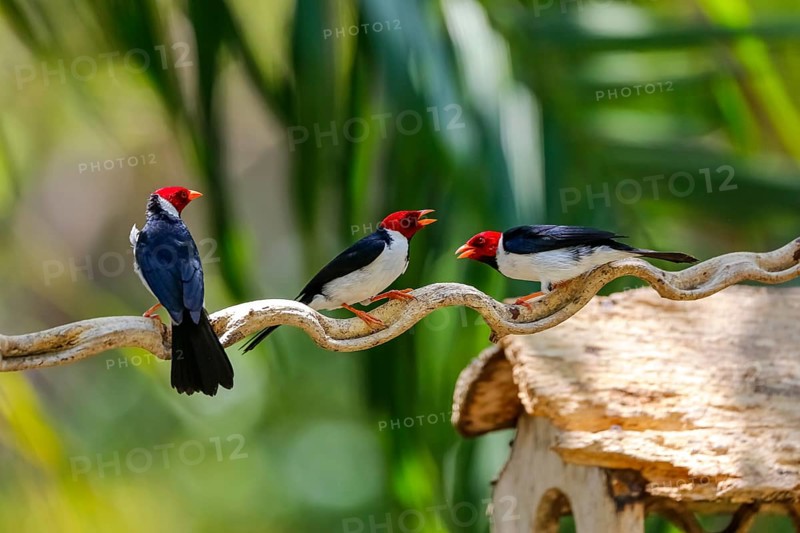 Three Yellow-billed Cardinals perched on a branch against bokeh green background, Pantanal Wetlands, Mato Grosso, Brazil, South America