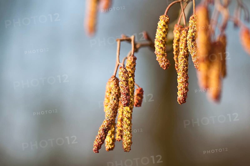Hazelnut blossoms in the sunlight