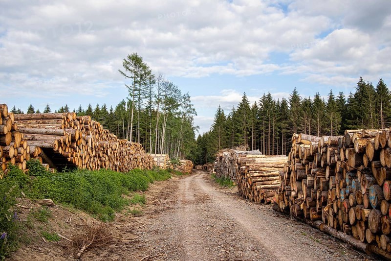 Wood pile at the edge of the forest path