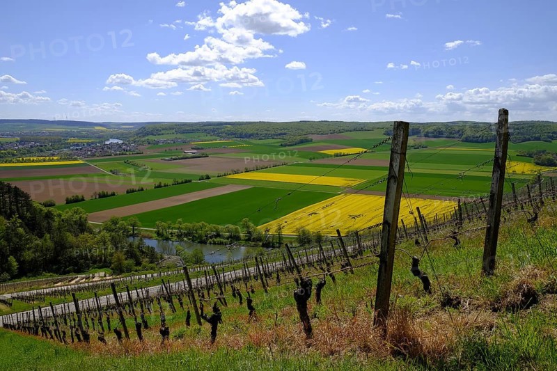 Landscape and vineyards near Stetten with a view of the Main valley, Main-Spessart district, Lower Franconia, Bavaria, Germany, Europe