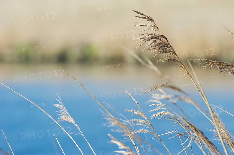 Swaying reeds in front of a blue lake