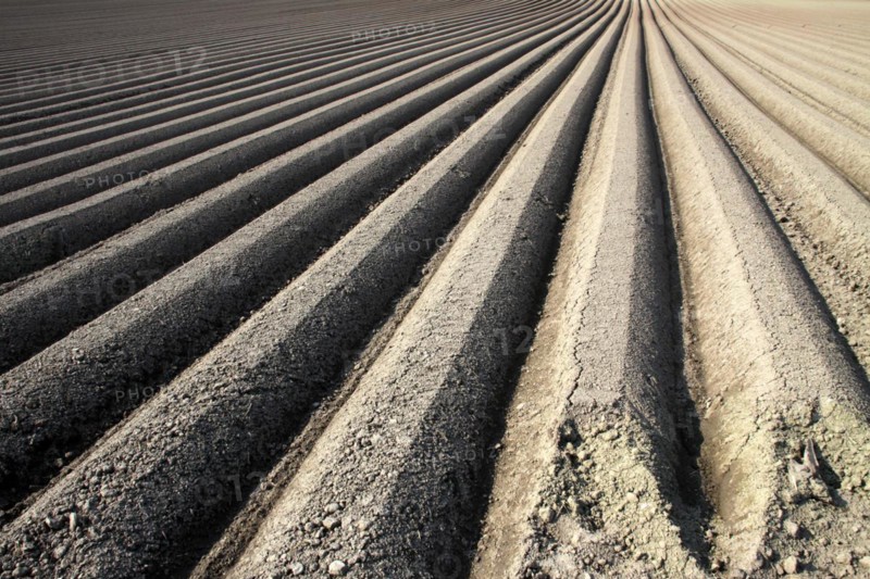 Furrows for carrot cultivation