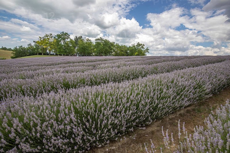 Beautiful summer evening in a lavender field. Large blue lavender bushes blooming in a cultivation area. Landscape shot under a cloudy sky at Lake Balaton, Hungary, Europe