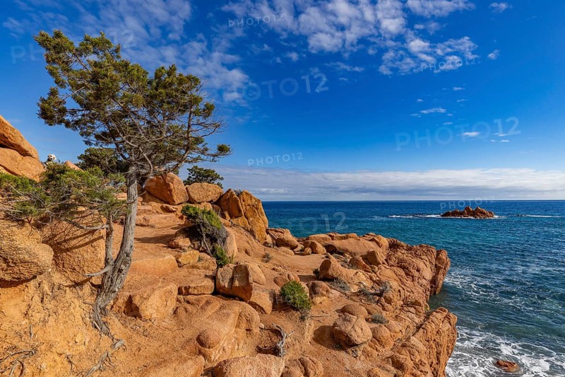 Coastal landscape with bizarre red rocks and gnarled trees with a view of the sea in the sunshine, Spiaggia di Cala E'Luas, Ogliastra, Sardinia, Italy, Europe