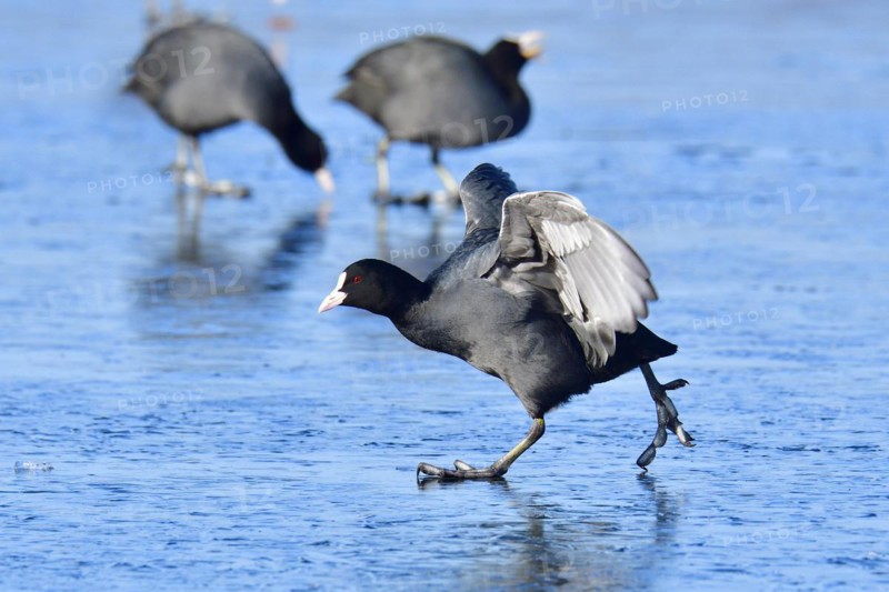 Eurasian coot foraging, Eurasian coot in winter in saxon