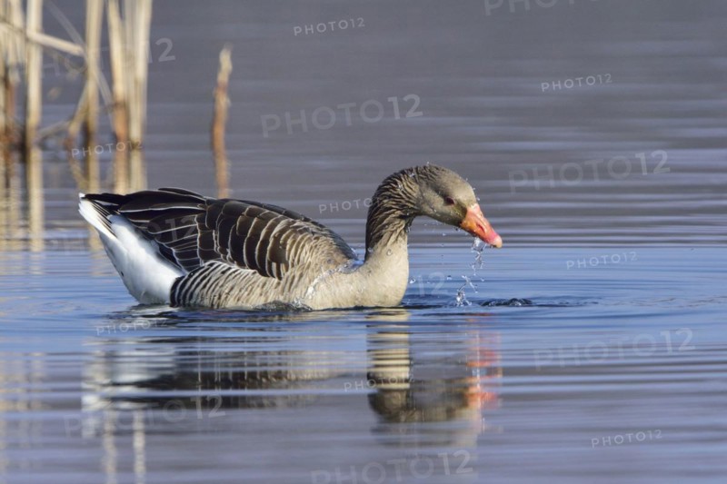 Greylag Geese in Upper Lusatia