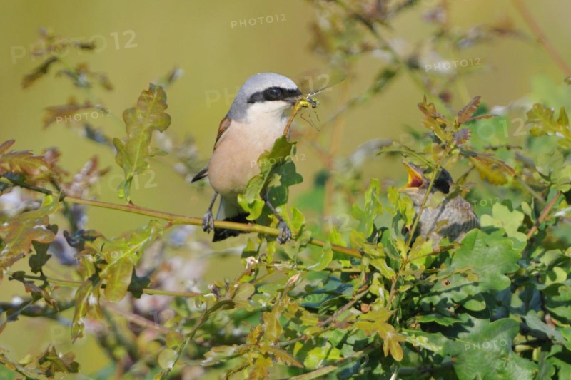 Red-backed shrike, Lanius collurio, Red-backed shrike, Red-backed shrike with offspring