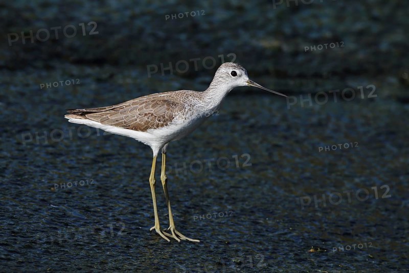 Pond Sandpiper, Tringa stagnatilis