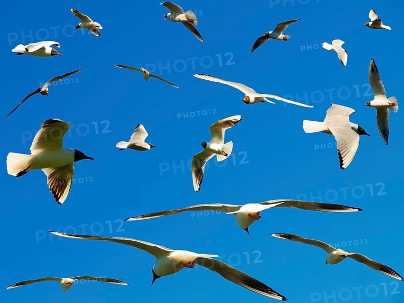 A lot of seagulls in the blue sky