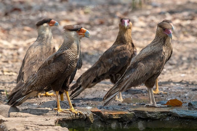 Crested caracara (Caracara plancus), group, Pantanal, inland, wetland, UNESCO Biosphere Reserve, World Heritage Site, wetland biotope, Mato Grosso, Brazil, South America