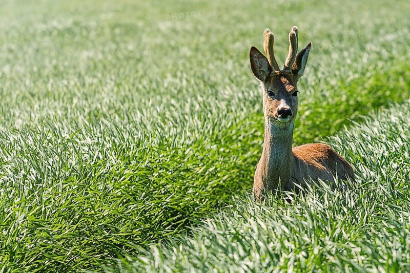 Roe Deer Buck in wheat field. Roe deer wildlife