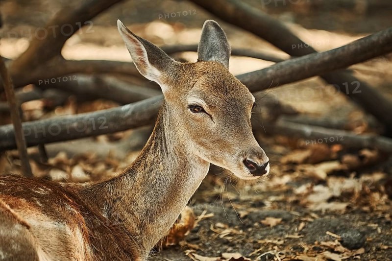 Close-up Portrait of Young Spotted Deer Varna, Bulgaria, Europe
