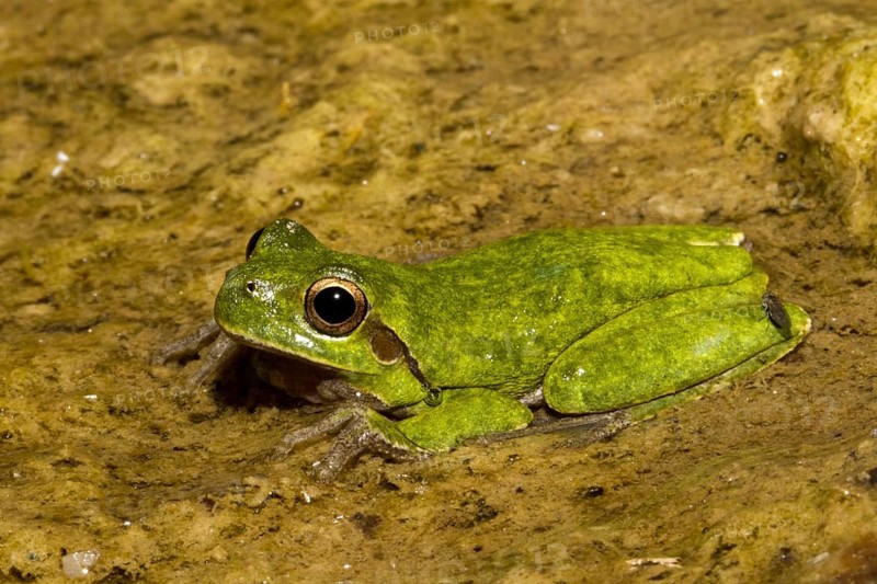 Sardinian tree frog sitting in a stream