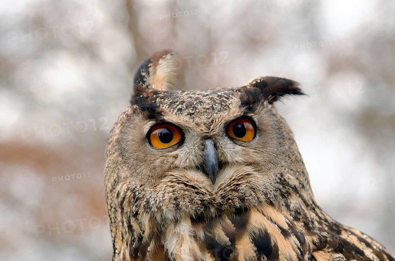 Portrait of a great horned Owl Bubo viriginianus