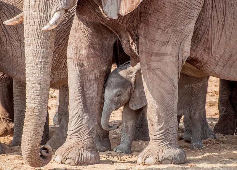A family of female elephants walk with a baby of the group incircled by all