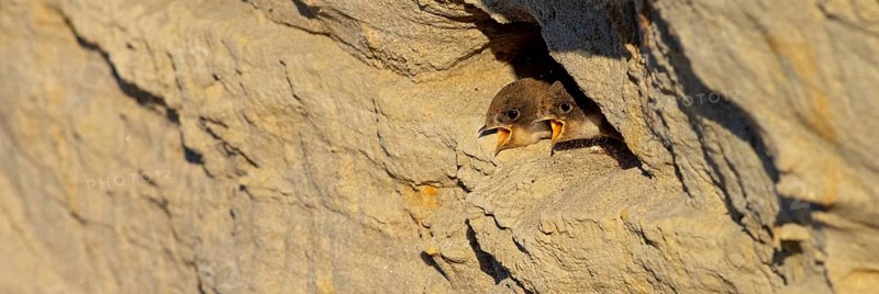Sand martin, sand martins, (Riparia riparia) animals, birds, swallows, feeding. of young birds, nest, Speyer, Rhineland-Palatinate, Federal Republic of Germany
