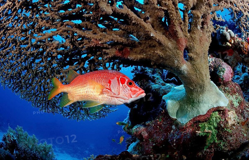 Big thorn hussar fish under table coral, Sargocentron spiniferum, Egypt, Sha'ab Mahlai, Red Sea, Africa