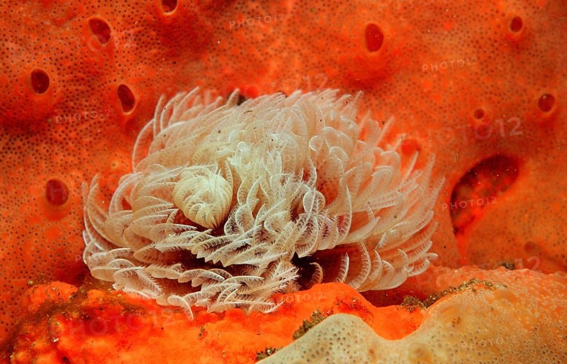 Featherworm, Sabellastarte sp., South Africa, Tsitsikamma National Park, Indian Ocean, Africa